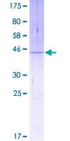 Human TMEM205 Protein (Recombinant GST)