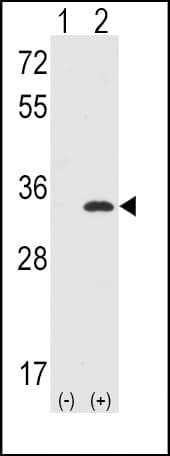 Polyclonal Rabbit anti-Human CDK1 / CDC2 Antibody (aa1-29, WB)
