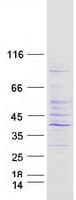 Human PSMD14 Protein (Recombinant Myc-DDK (Flag))