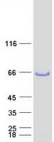 Human LSP1 Protein (Recombinant Myc-DDK (Flag))