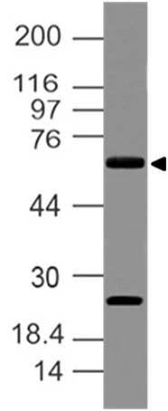 Delta3 / DLL3 Antibody (aa62-286)