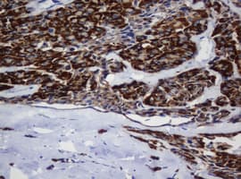 MRPL11 Antibody (clone OTI1E5)