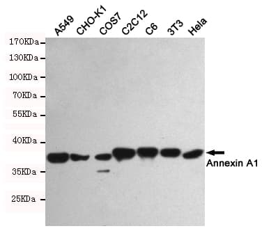 ANXA1 / Annexin A1 Antibody