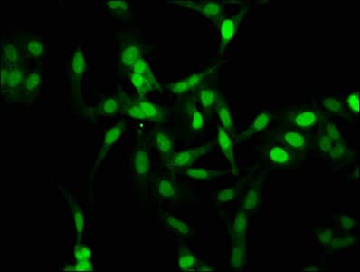 HIST1H1C Antibody