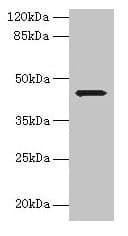 Polyclonal Rabbit anti-Human WDR74 Antibody (IHC, WB)