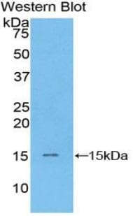 NPPB / BNP Antibody (aa27-121, Biotin)