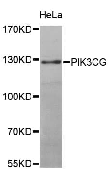 Polyclonal Rabbit anti-Human PIK3CG / PI3K Gamma Antibody (IHC, WB)