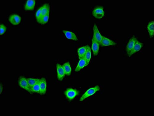WNT7A Antibody