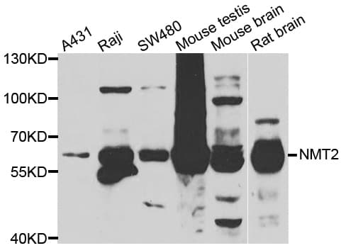 NMT2 Antibody