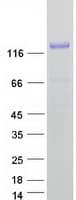 Human TMEM132A / HSPA5BP1 Protein (Recombinant Myc-DDK (Flag))