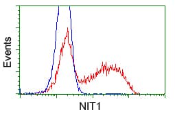 NIT1 Antibody (clone OTI4D12)