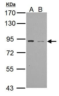PDE4B Antibody (aa489-736)