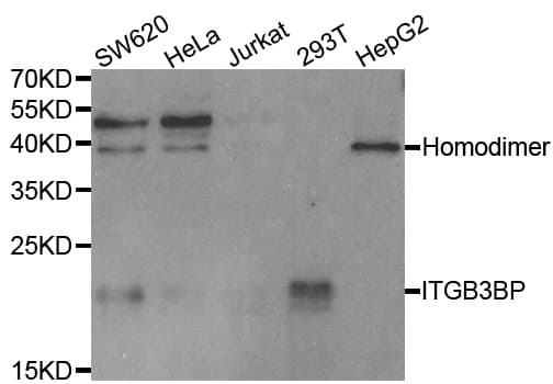 ITGB3BP Antibody