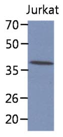 CIAO1 Antibody (clone AT6C9)