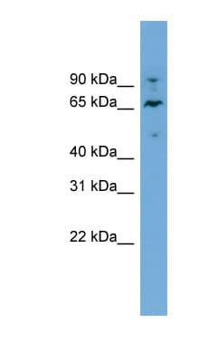 NT5DC2 Antibody (aa107-156)