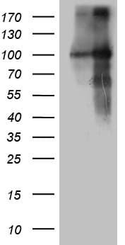 Monoclonal Mouse anti-Human BEGAIN Antibody (clone OTI9F5, aa374-517, WB)