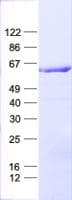 Human GAS8 Protein (Recombinant His, N-Terminal)
