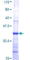 Human COPA / Xenin Protein (Recombinant GST, N-terminus)