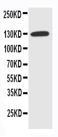 SLC12A2 / NKCC1 Antibody (aa223-241)
