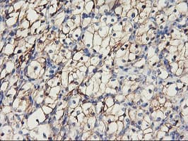 CDH2 / N Cadherin Antibody (clone OTI2G7)