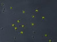 Monoclonal Mouse anti-Human VCP Antibody (clone Hs-14, IF, WB)