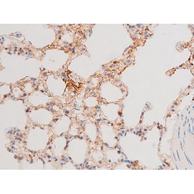 Polyclonal Rabbit anti-Human GATA4 Antibody (phospho-Ser262, IHC, IF, WB)