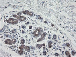 VBP1 Antibody (clone OTI2E6)