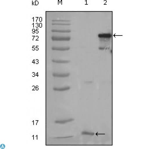 PPARG / PPAR Gamma Antibody