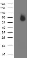IRF6 Antibody (clone OTI2A12)