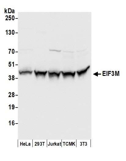 EIF3M / PCID1 Antibody (aa1-50)