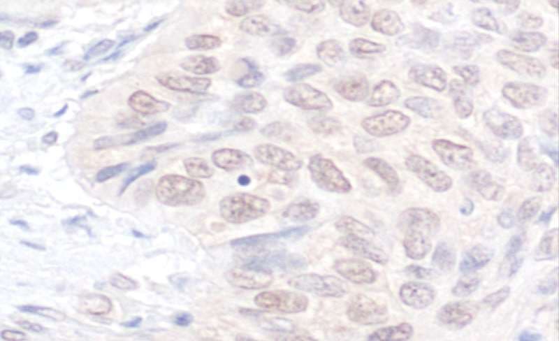 NEK7 Antibody (aa1-50)