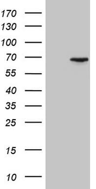 CEP63 Antibody (clone OTI2F2)