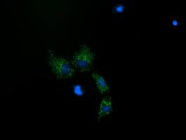 MRPS34 Antibody (clone OTI1H2)
