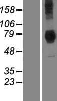 DYM Protein (Over-Expression Lysate Myc-DDK (Flag))