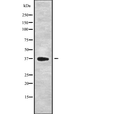 DEDD Antibody