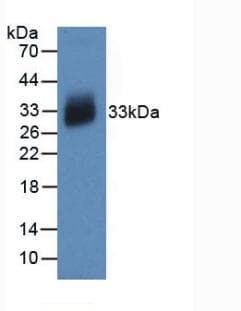 IL12A / p35 Antibody (Biotin)