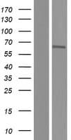 BANP Protein (Over-Expression Lysate Myc-DDK (Flag))