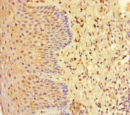 Polyclonal Rabbit anti-Human Testilin / EHD1 Antibody (IHC, WB)