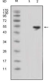 LCN1 / Lipocalin-1 Antibody (clone 10B10)