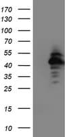 NAPE-PLD Antibody (clone OTI5F7)