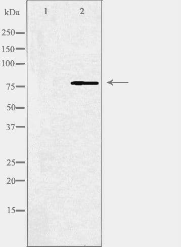 ABCB10 Antibody