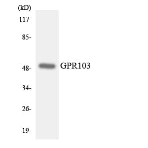 Polyclonal Rabbit anti-Human QRFPR / GPR103 Antibody (aa340-389, WB)