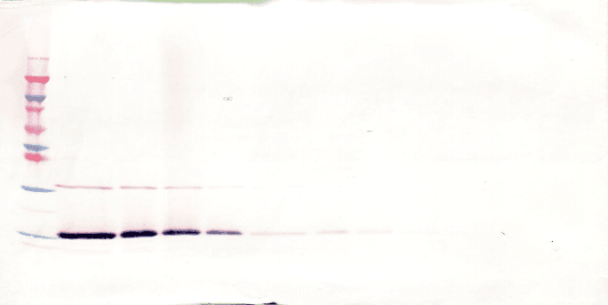 IL7 Antibody