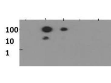 Polyclonal Rabbit anti-Human HIST3H3 Antibody (Me-Lys56, IHC, IF, WB)