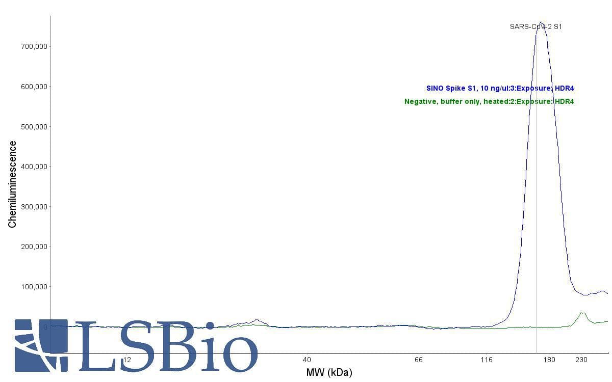 SARS-CoV-2 Spike Glycoprotein Antibody