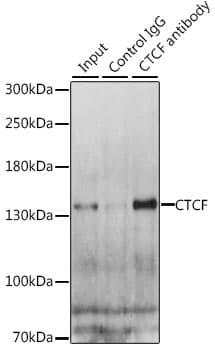 Polyclonal Rabbit anti-Human CTCF Antibody (IHC, IF, WB)