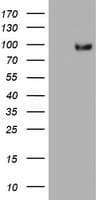 SF3A1 / SF3A120 Antibody (aa249-568, clone OTI3F4, Carrier-free)