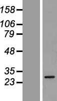 GSTA5 Protein (Over-Expression Lysate Myc-DDK (Flag))