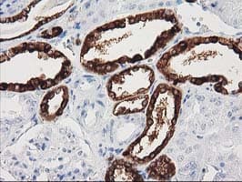 Monoclonal Mouse anti-Human NNMT Antibody (clone 3.00E+03, Carrier-free, IHC, WB)