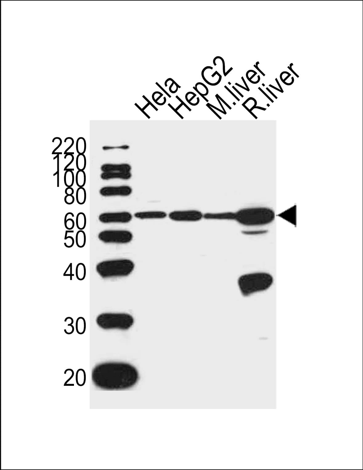 POLD2 Antibody (aa232-265)